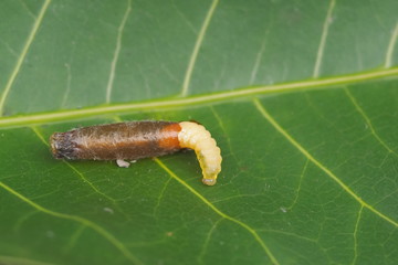 Close-up Mud dauber larvae on green leaf background.
