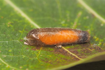 Close-up Mud dauber larvae on green leaf background.