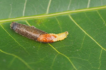 Close-up Mud dauber larvae on green leaf background.