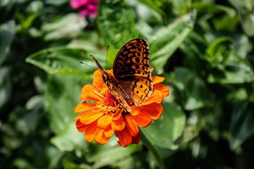 Great Spangled Fritillary (Speyeria cybele) perched on zinnia