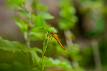 Beauty Macro Image Shot wildflower and insects photos