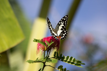 butterfly  insect and flower