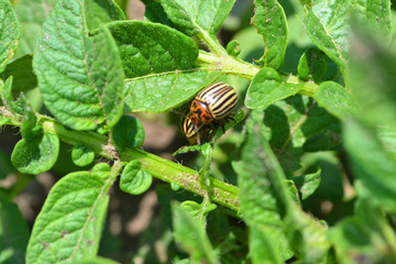 colorado beetle on potato field. Agriculture insect.