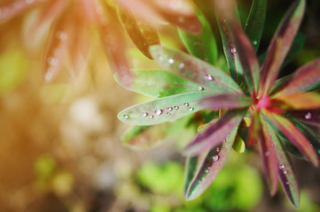 Bright Purple leaves of Wood spurge Purpurea - Latin name - Euphorbia amygdaloides Purpurea - in...