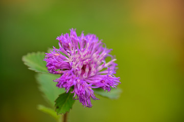 Beauty Macro Image Shot wildflower and insects photos