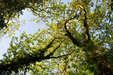 Tree at summer