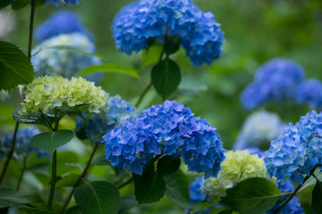紫陽花