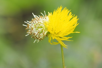Close up yellow flower and white pollen of Water Mimosa (Neptunia oleracea) or Sensitive Neptunia yellow flower with green nature blurred background.