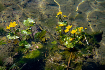 Blüten im Wasser