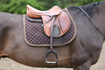 Close up of a port horse during competition under saddle outdoors