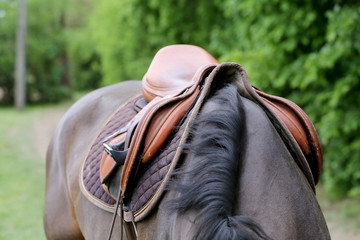Close up of a port horse during competition under saddle outdoors