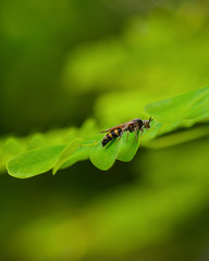 Beauty Macro Image Shot wildflower and insects photos