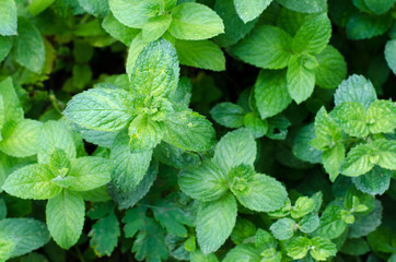 Fresh green peppermint grows in the garden. Peppermint leaves under dew drops. © Hanna Aibetova