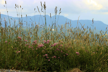 Obraz premium flowers with mouontains in background