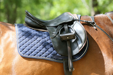 Close up of a port horse during competition under saddle outdoors