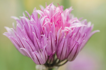 Chives flavoring plant flowering close up