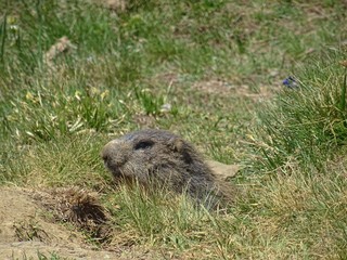 A marmot in the Italian Alps, near the town of 