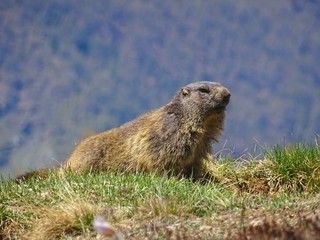 A marmot in the Italian Alps, near the town of 