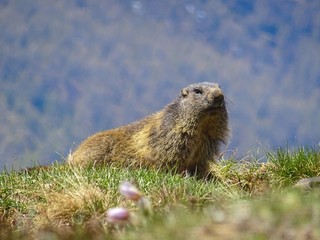 A marmot in the Italian Alps, near the town of "chamois", Valle d'aosta - June 2019.