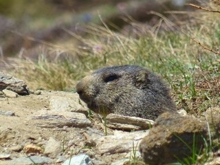A marmot in the Italian Alps, near the town of 