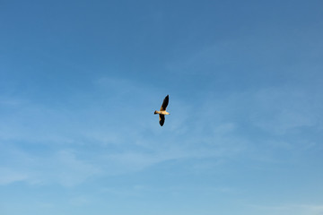 Gaviota en el cielo de Barcelona
