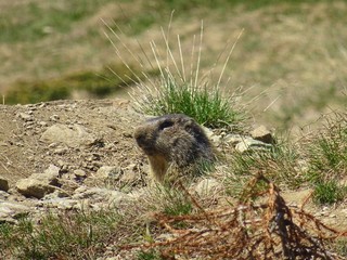 A marmot in the Italian Alps, near the town of 