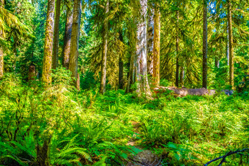 Fototapeta na wymiar Beautiful Morning Hike Through the Hoh Rainforest in Olympic National Park, Washington
