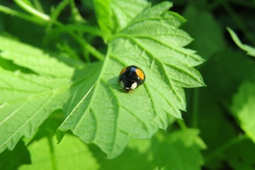 Black ladybug with yellow spots on green leaves in the garden, closeup