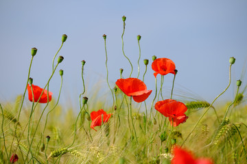 Naklejka premium Mohn blüht im Getreide