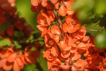 quince japanese orange flowers background