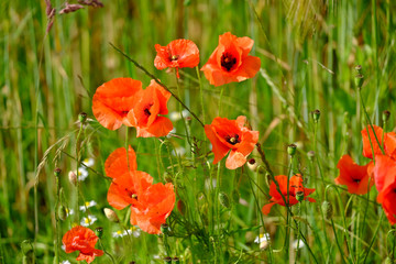 Obraz premium Mohnblumen am Wegesrand