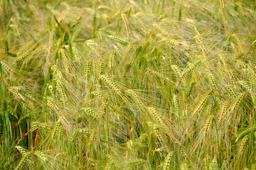 Landwirtschaft - Geteidefeld im Frühling