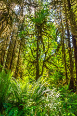 Beautiful Morning Hike Through the Hoh Rainforest in Olympic National Park, Washington