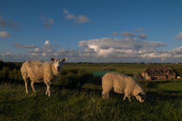 sheep on the dike at the North Sea