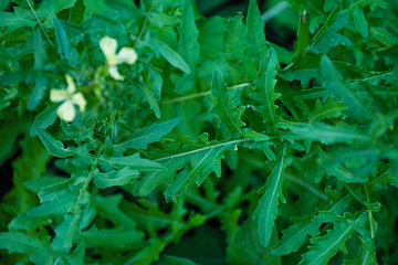 Fototapeta na wymiar Fresh arugula. In the garden grows juicy green arugula.