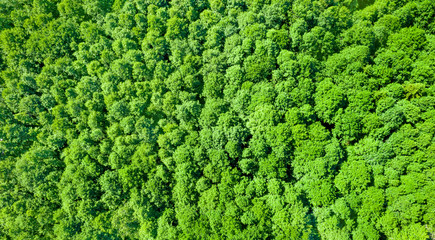 Aerial photography of deciduous forest. Natural bright background of crowns of deciduous trees.