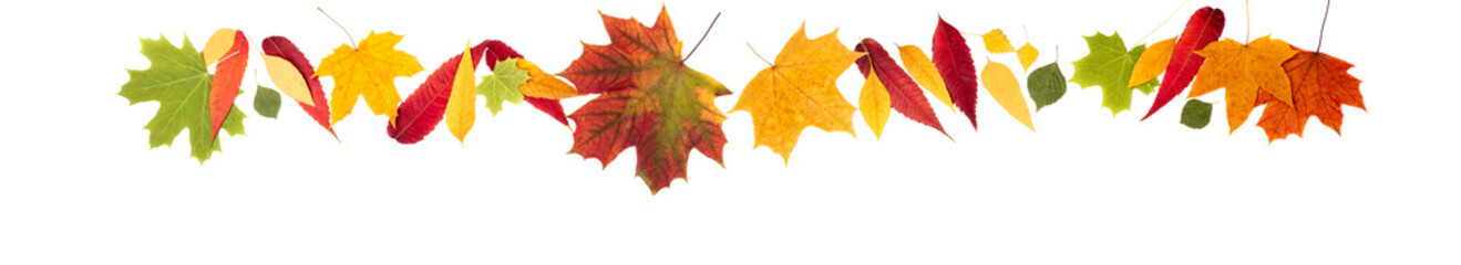 Naklejka na ściany i meble Autumn composition. Autumn leaves on white background. Autumn background. Long web format