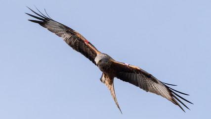 Red kite