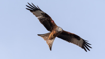 Red kite