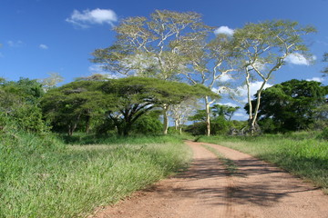 Jeep tracks in the Savannah pass through   fever trees