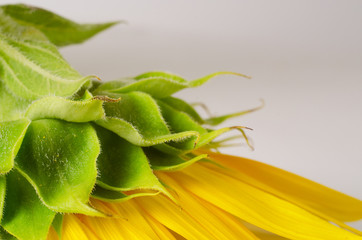 Back side of bright yellow sunflower. Floral background.