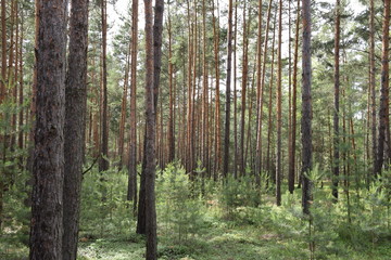 Fototapeta premium Las sosnowy