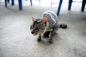 The gray cat sitting on the concrete ground stare wondering
