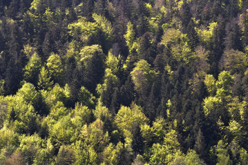 Forêt, gros plan sur une forêt d'arbres, forêt des Vosges, sapin des Vosges