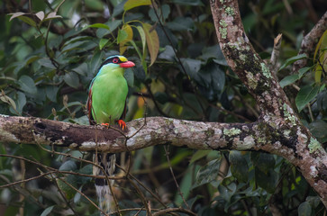 Common green magpie on branch on a green background in nature.