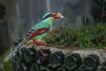 Common green magpie Catch insects on a green background