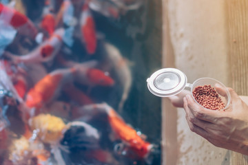 Happiness family is helping each other to feed many fancy Koi carp in pond of japanese garden. Animal care concept.