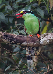 Common green magpie on branch on a green background in nature.
