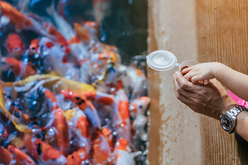 Happiness family is helping each other to feed many fancy Koi carp in pond of japanese garden. Animal care concept.