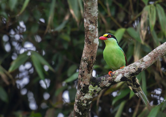 Common green magpie on branch on a green background in nature.